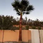 نخل واشنطي