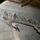 عقايب قهد