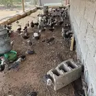 دجاج فيومي