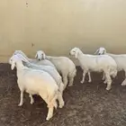 طليان نظيف العدد 6