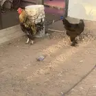 دجاج براهما
