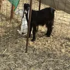 ذبيحه تيس عارضي تم البيع