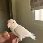 روز البينو