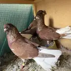 حمام للبيع منتج شرط