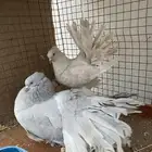 حمام رقاص امريكي لافندر