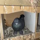 حمام تركي الصوره الثانيه الحمامه في راسها زق وانتو بكرامة