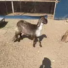 رخال درامنيات صنف الصنف