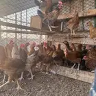 بشاير دجاج مهجن بلدي مع فرنسي حمر