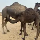 قعود