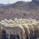 ضان ( تم البيع )