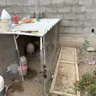 شبك 2x1