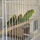 عصفور الحب 4 عصافير