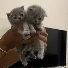 بسه سكوتش