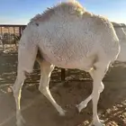 للبيع قعود قصب