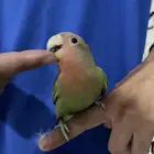 روز