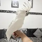 كوكاتو امبريلا العملاق اليف ولعوب ومتكلم بطلاقة