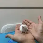 هامستر بيبي 2