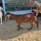 عنزين ولد تم الببيع