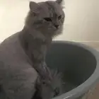 قط ذكر للتبني ويريد التزواج من يحتاج فليتواصل معي