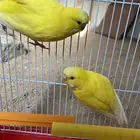 ازواج بادجي للبيع كلها منتجه شرط الزوج ب 110