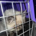 قط هميلايا نادر واصيل