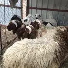 ذبايح نعيم و مهجن للبيع