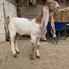 تيس مشروع فحل مطور كفو