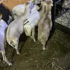 ذبايح تيوس وطليان رفيديات