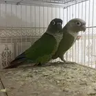 تصفيه طيور