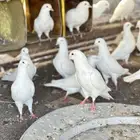 حمام فرنسي سوبر جامبو