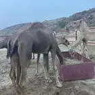 ابل للبيع 9