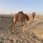 بكره عمانيه مقنوي