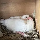 فروخ حمام طيبه