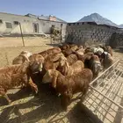 طليان سواكني سواكن