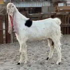 معزا هولنديات بيض