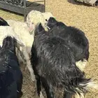 خرفان نجد خروف نجدي ذبائح ذبايح تفريد او جمله