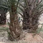 جثايث خلاص كبيره للبيع