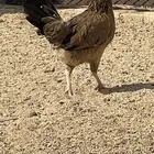 دجاج للبيع