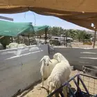 طليان اضاحي