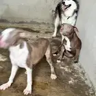 جراء بيت بول مستوى حلو للبيع