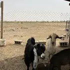 عنز عارضيه صنف دافع مشروطه وتيس بيشي اكحل