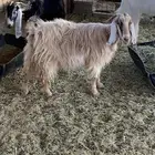 معزاء طيبه معهن تيس فحل