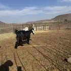 معزاء عوارض صنف