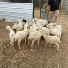 للبيع رخيل تربيه