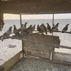حمام للبيع