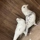 انثى وا ذكر فرنسي وا ذكر تركي