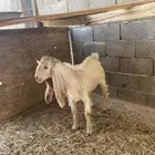 تيسين شحم العمر 5 شهور