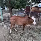 خبشه