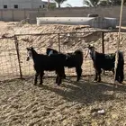 تيوس مع جفر