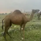 بكره ساحلية